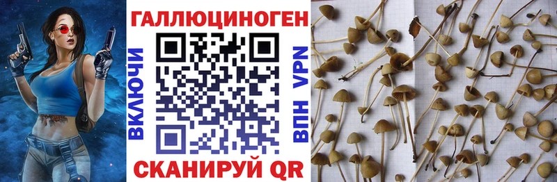 Псилоцибиновые грибы Psilocybine cubensis  kraken ссылки  Обнинск  купить  